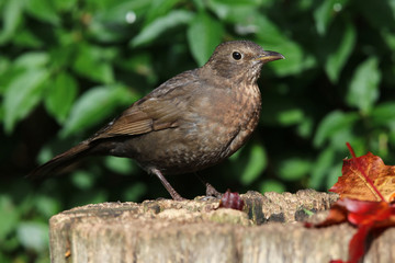 Close up of a female blackbird on a tree trunk in autumn