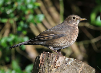Close up of a female blackbird on a tree trunk in autumn