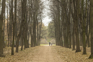 Осенняя аллея