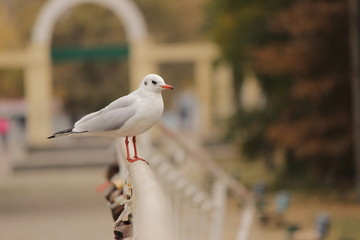 Fototapeta premium Чайка на трубе.