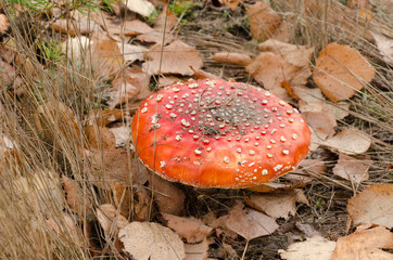 fly agaric red musroom