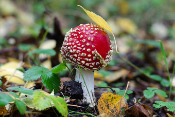 Leaf resting on amanita