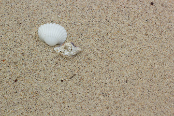 Sea shells and sandy background