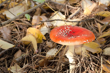 fly agaric red musroom