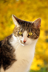 Katze vor herbstlicher Laubfärbung