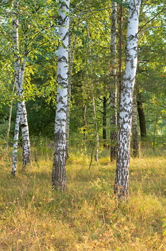 Fototapeta autumn birch grove