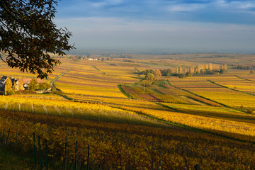 Romantic wineyards