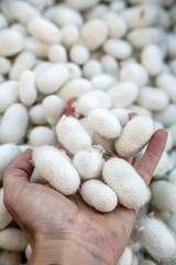 handful silkworms