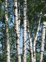 Fototapeta premium Birch in summer day