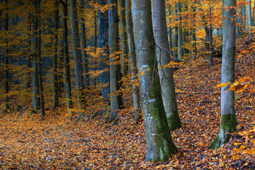 Jesienny Bukowy Las © Wojciech Lisiński