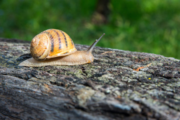 Lumaca 2
