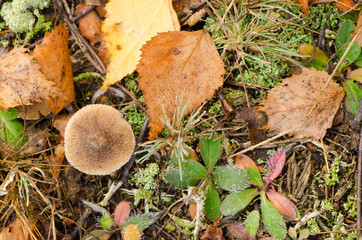 plant litter in forest