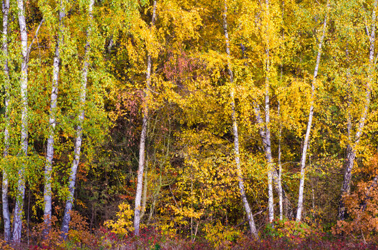 birches in fall forest