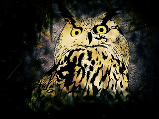 Owl in Night