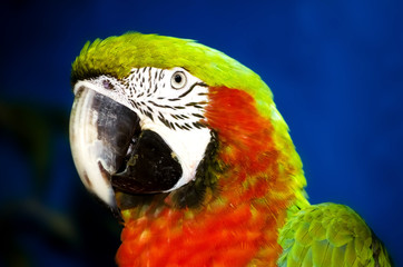 Ara Parrot