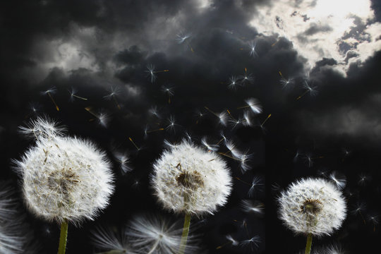 Fototapeta Dandelion seed heads blowing against summer storm clouds