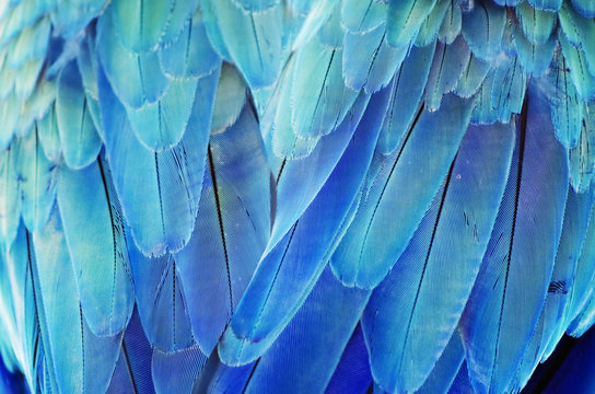 Turquoise Feather Background