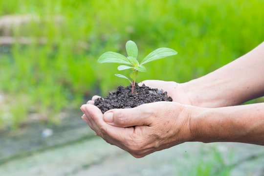 Woman hands holding a green young plant