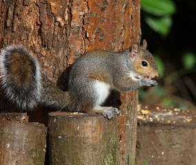 Close up of a grey squirrel on a tree trunk eating nuts