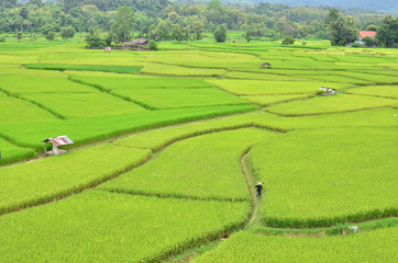 Obraz premium Countryside cornfield at Thailand