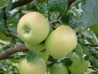 apples in orchard