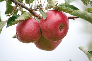 apples in orchard