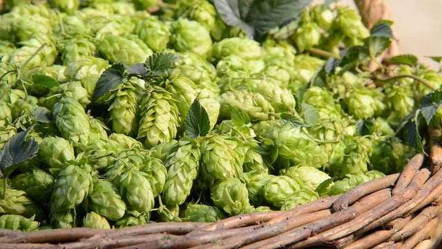 Detail of hop cones in the wicker backet,zoom out