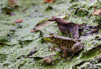 Green Frog