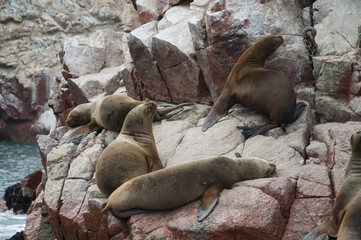 Lobo o le&oacute;n marino