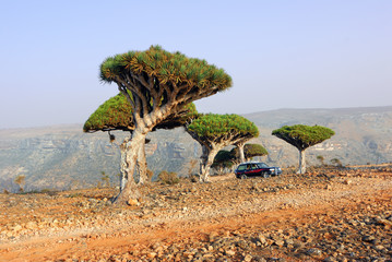 Socotra off-road safari