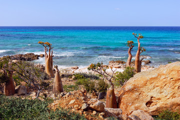 Socotra endemics