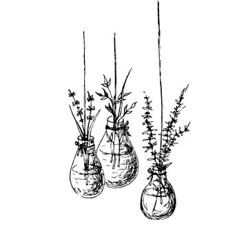 Herbs In Hanging Vases Ink Drawing