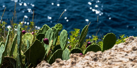 Kaktusfeigen (Opuntia ficus-indica), Makarska, Dalmatien, Kroatien C