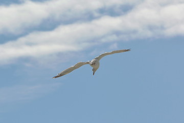 Möwe segelt im Gegenwind