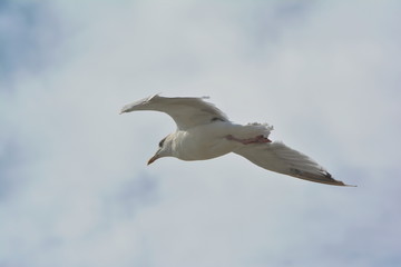 Naklejka premium Möwe segelt im Gegenwind