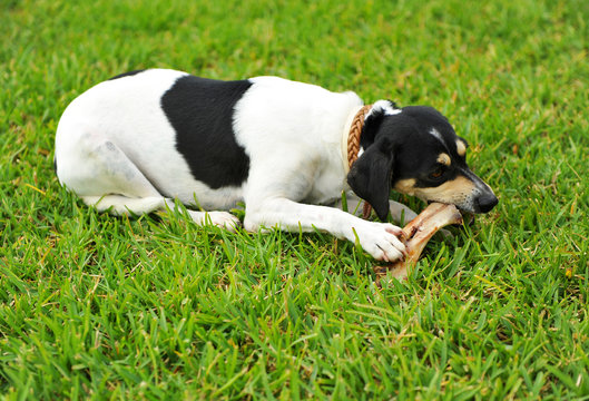 Perro bodeguero con un hueso