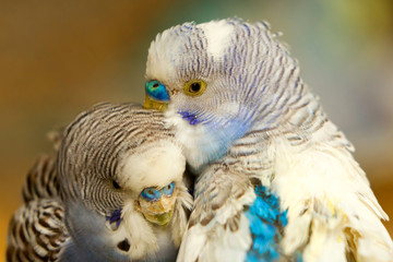 Two small parakeets, a budgerigar and a cockatiel, are kissing in the rainforest, showing their love for each other.