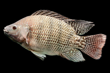 Fototapeta premium A detailed side view of a Mozambique tilapia (Oreochromis mossambicus) with textured scales and patterned fins isolated on a black background, the live fish cleanly highlighted.