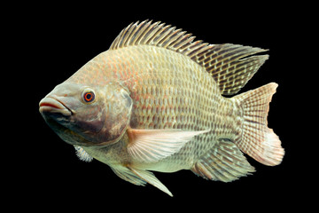 A live black Nile tilapia fish, Oreochromis mossambicus from Mozambique, Africa swimming in an isolated aquaculture tank.