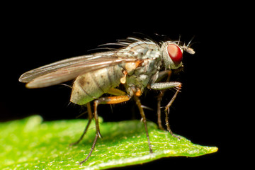 True flies,belonging to the order Diptera,are insects with only one pair of wings,making them distinct from other winged insects.