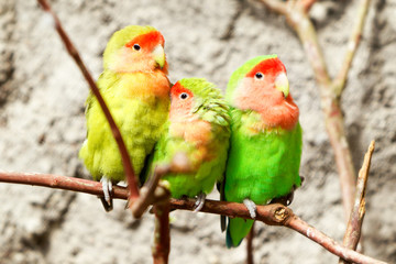 Beautiful family of loving birds perched on a branch,captured in their natural environment,creating a heartwarming scene.