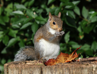 Close up of a grey squirrel on a tree trunk eating nuts