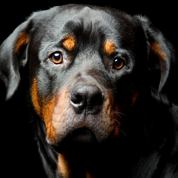 A striking portrait of a big, adult Rottweiler with a black coat and contrasting white background, showcasing its strong face and prominent nose.