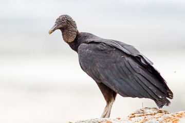 Observe the majestic presence of a mature female turkey vulture in its natural habitat,showcasing the beauty of wildlife.