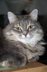 Fototapeta na wymiar Grey fluffy tabby cat