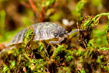 Discover the magnificent Ecuadorian rainforest as you encounter a remarkable large sized weevil beetle from the Curculionidae superfamily,showcasing the wonders of nature.