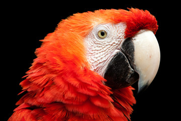 A vibrant macaw perched in a lush aviary surrounded by native animals from Colombia and Peru, deep within the Amazon rainforest.