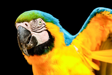 A vibrant scarlet macaw perched in the lush Amazon rainforest of Brazil, surrounded by tropical jungle and other colorful animals.