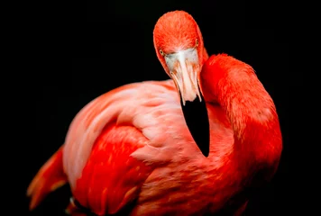 Poster Vibrant pink flamingo, an exotic bird native to Africa, stands isolated. Its colorful feathers and elegant profile create a stunning portrait of nature's beauty. © Ammit
