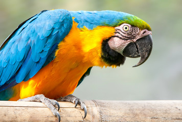 A vibrant macaw perched in the lush Amazon rainforest of Colombia, with a hidden treasure waiting to be discovered in Nicaragua.